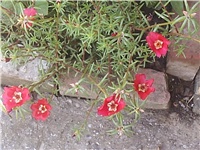 885aca1f-Picture 004.jpg